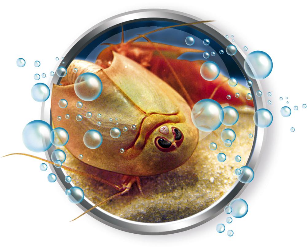 Triops