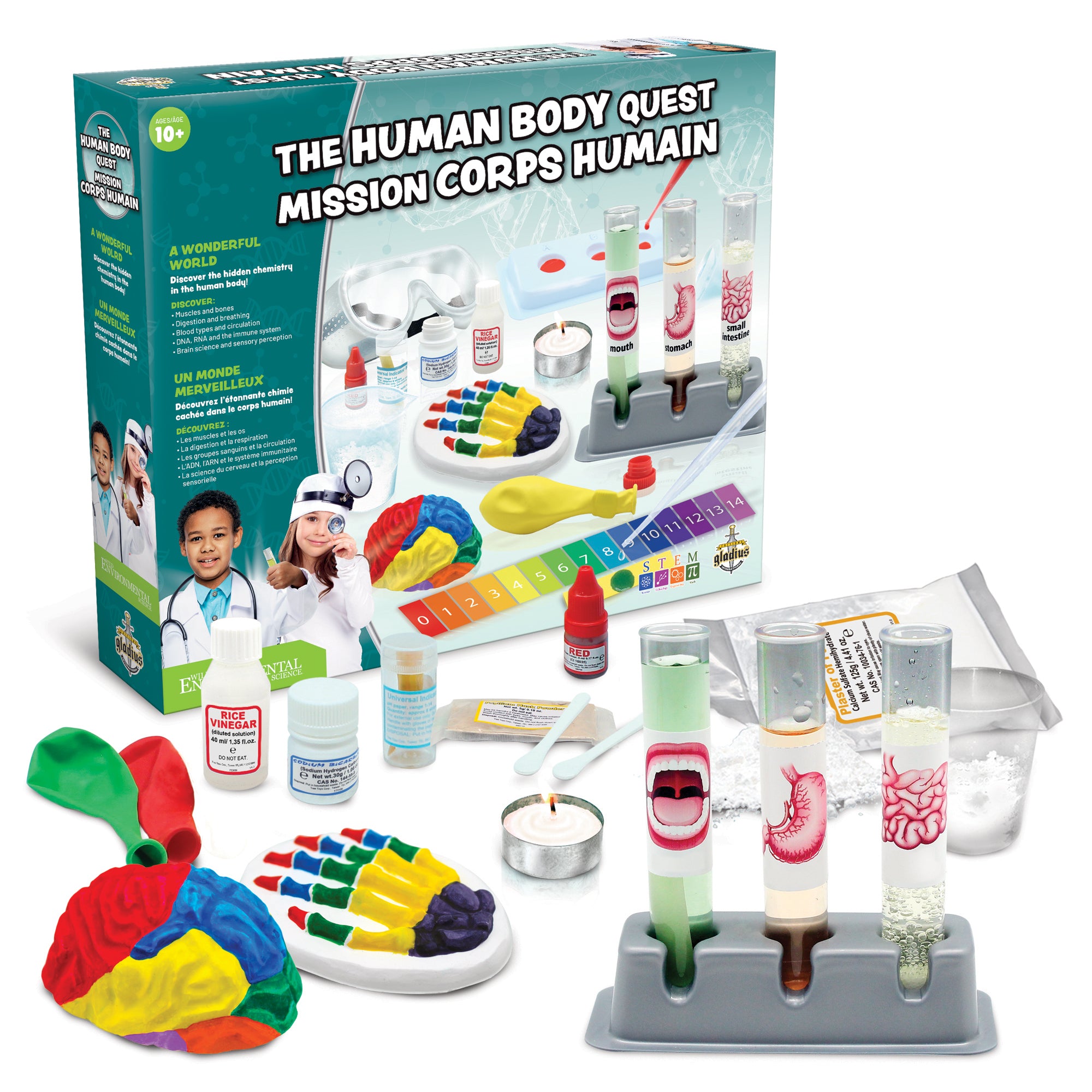 Médecin - Corps humain