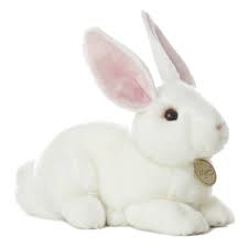 Lapin américain blanc