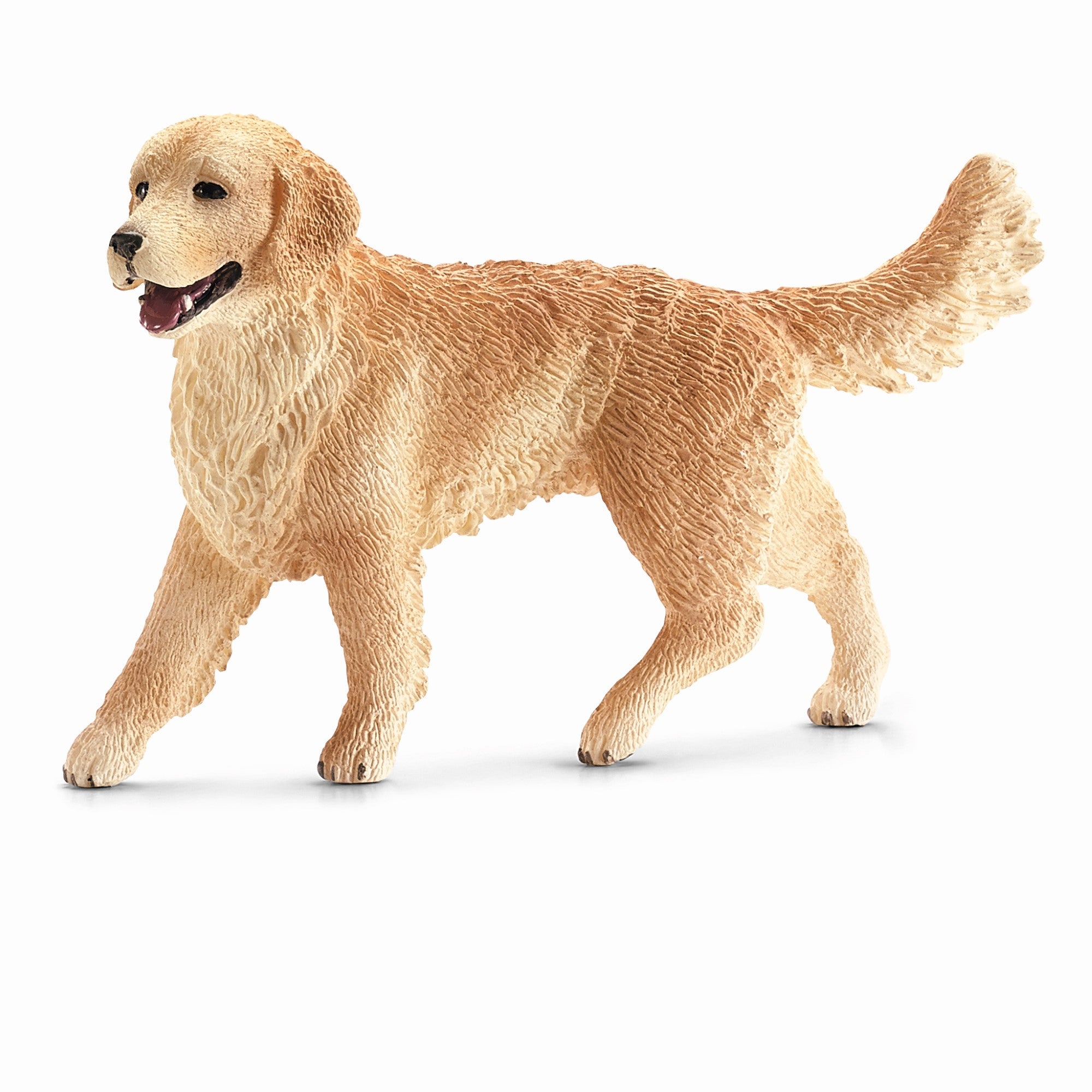 Golden Retriever, femelle