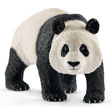 Panda géant, mâle