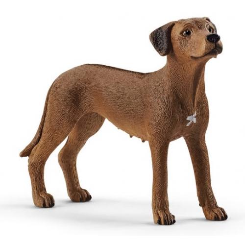 Chien de Rhodésie à crête dorsale