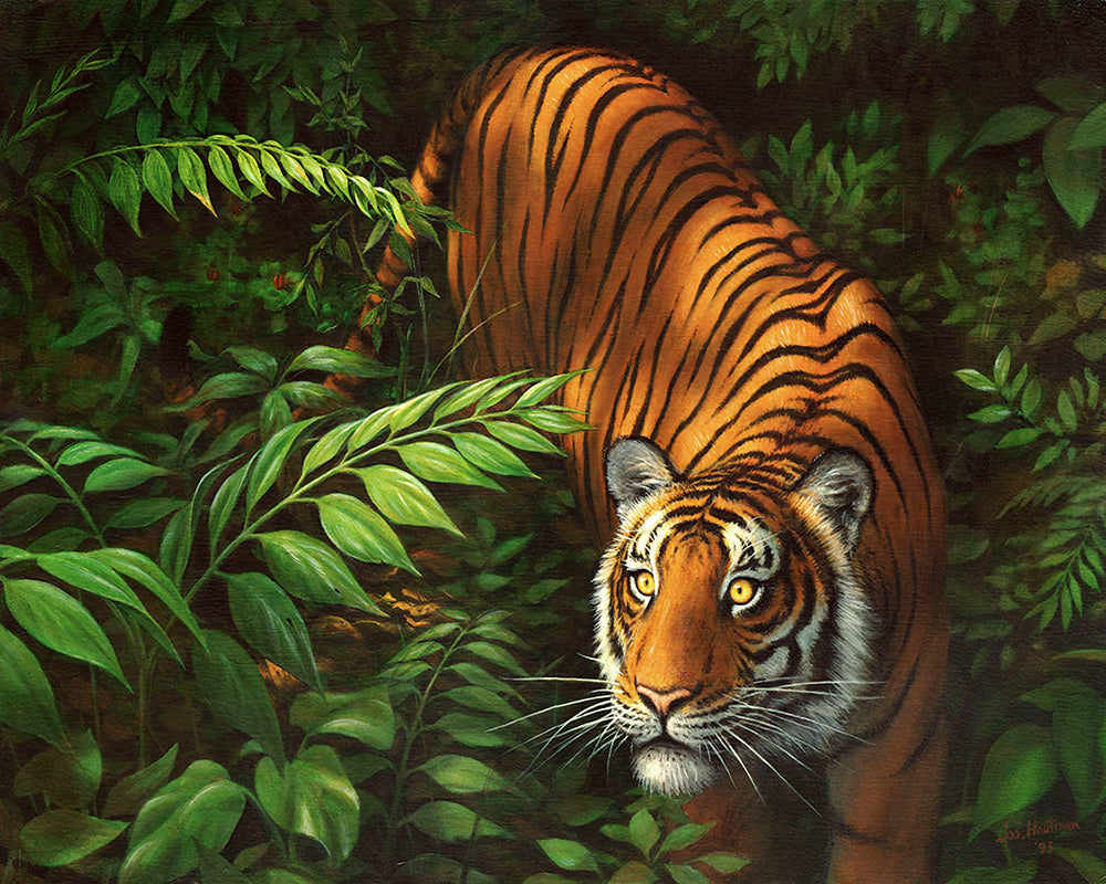 Tigre dans les fougères sur cadre