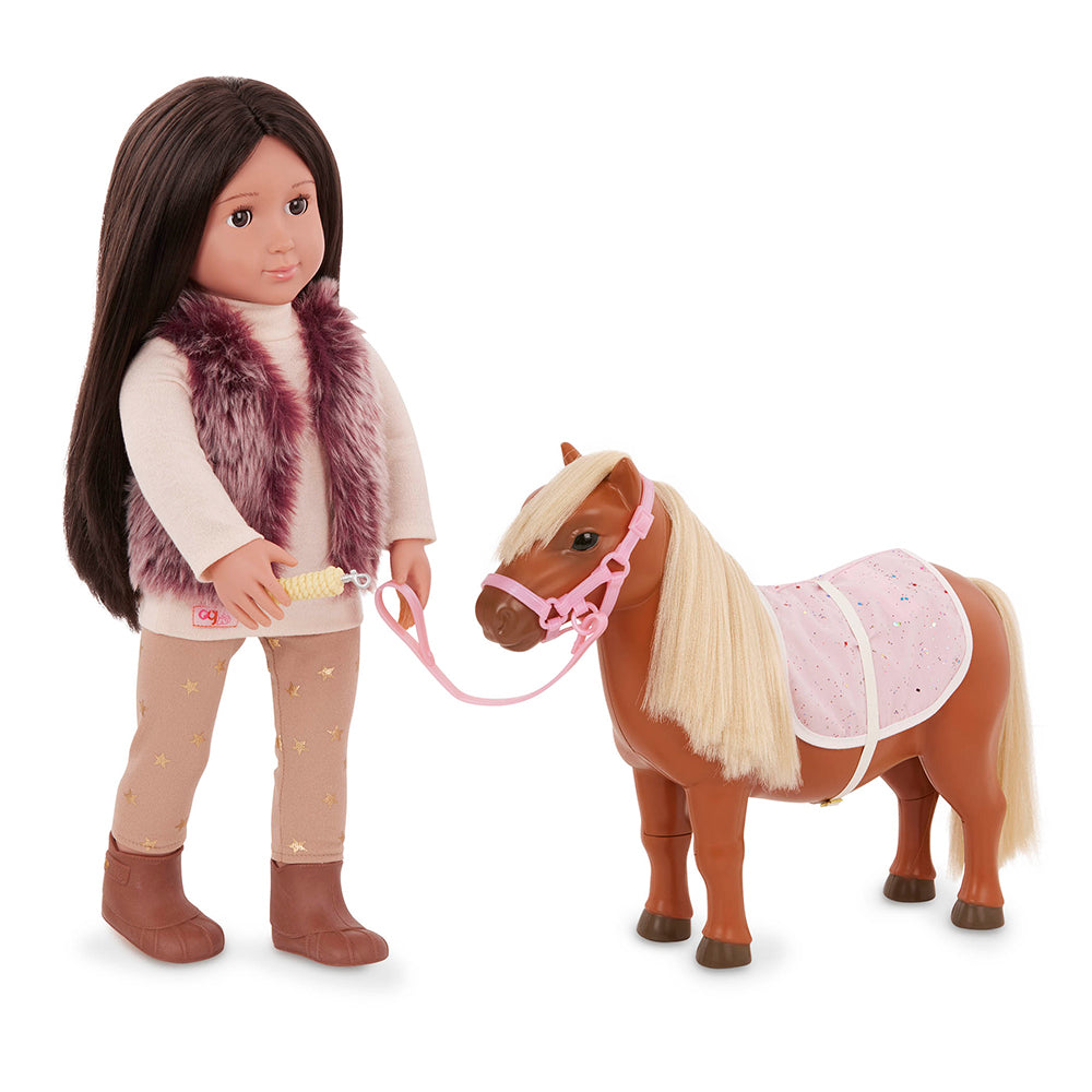 Poney Shetland & accessoires