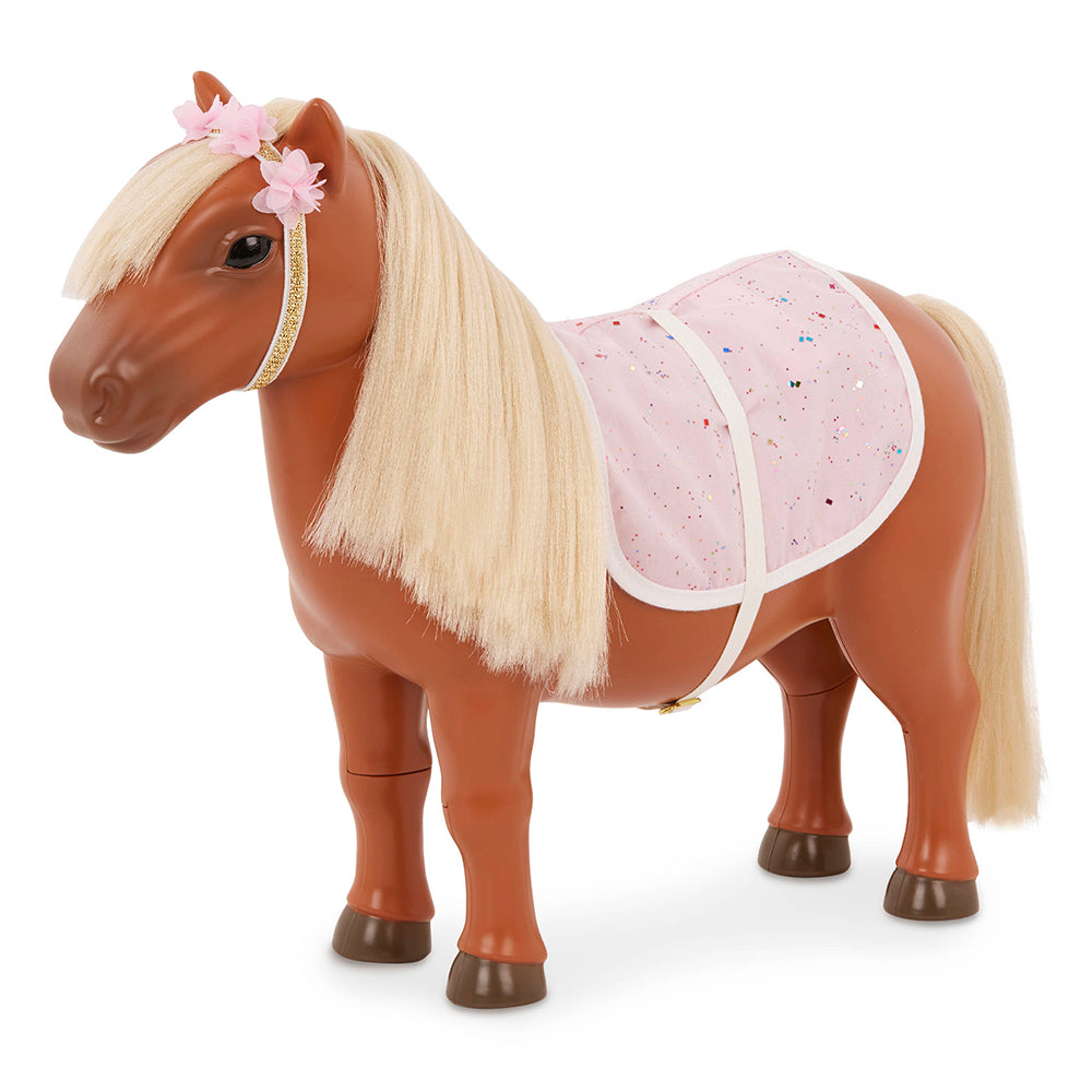 Poney Shetland & accessoires
