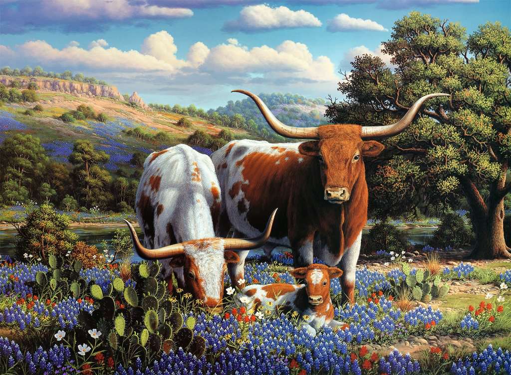 L'amour des Longhorns, 500 pièces