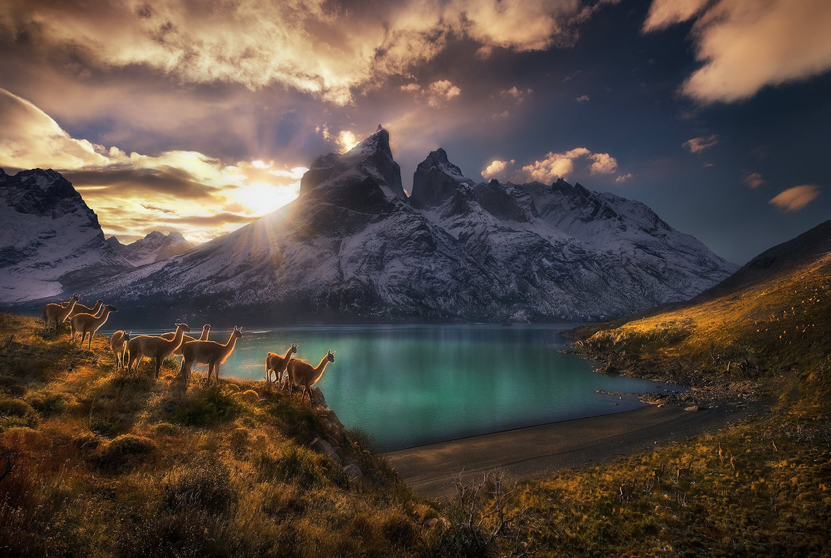 Casse-tête de 1000 pièces - Guanacos AVH