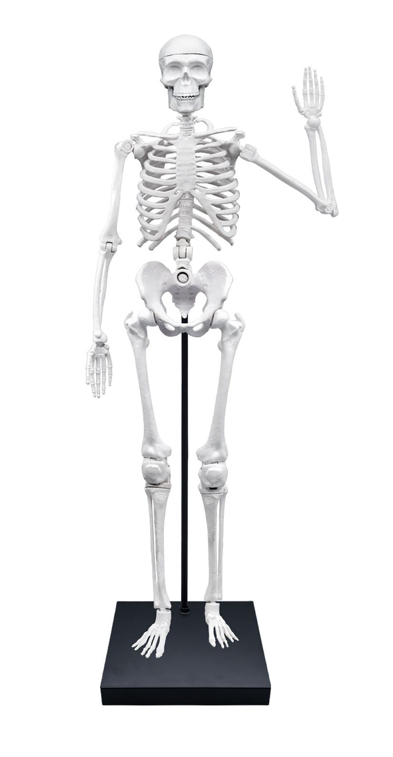 Buki - Squelette géant 85cm
