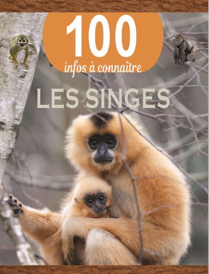Les singes 100 infos à connaitre