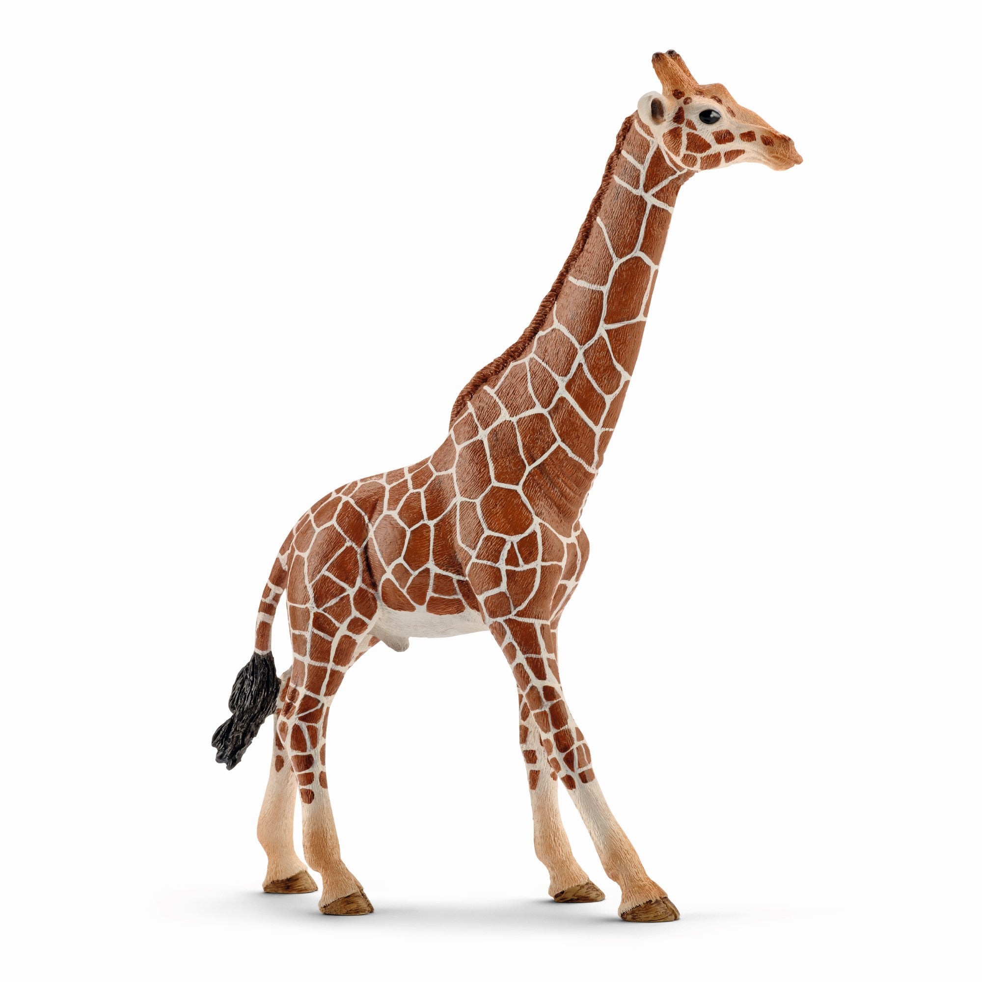 Girafe mâle