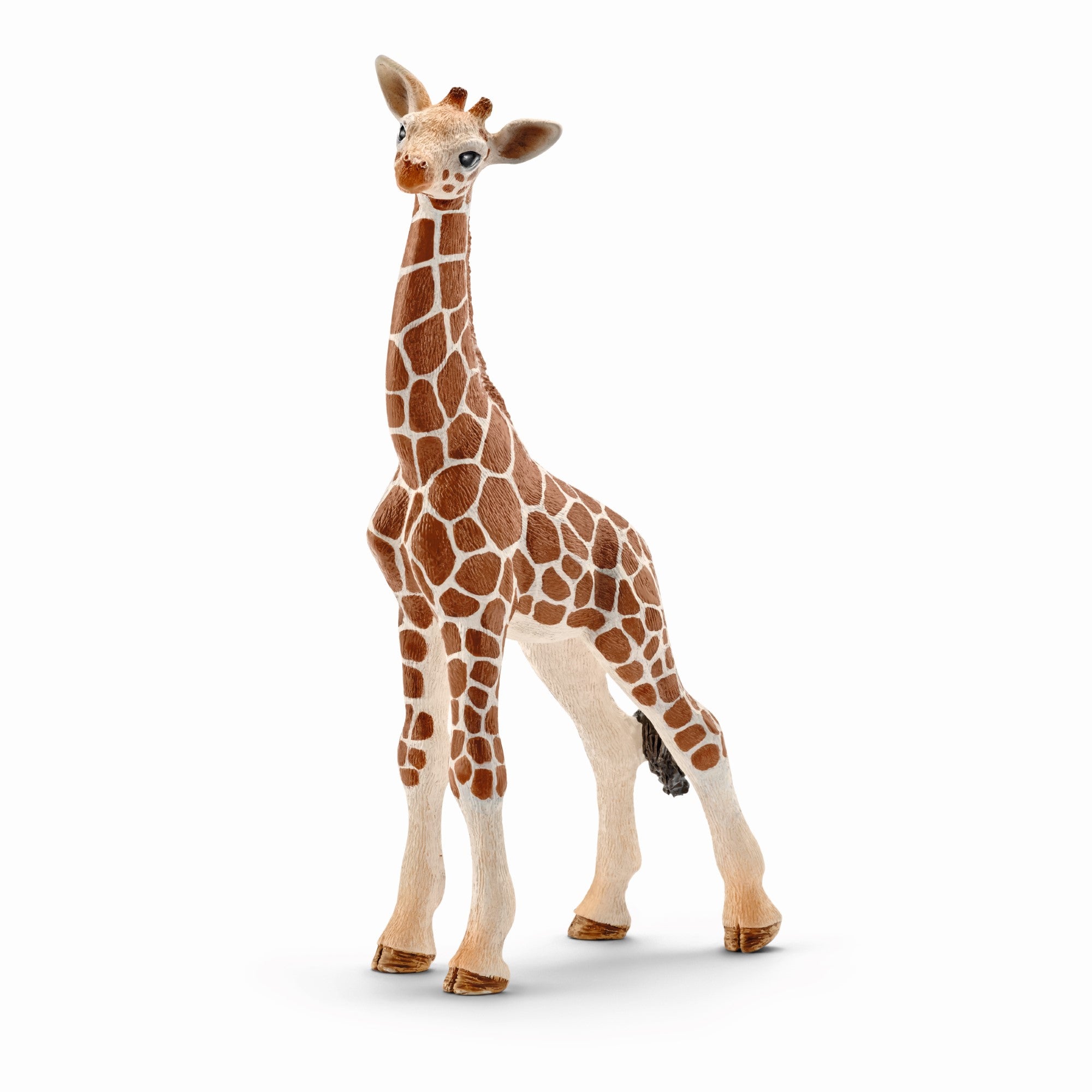 Bébé girafe