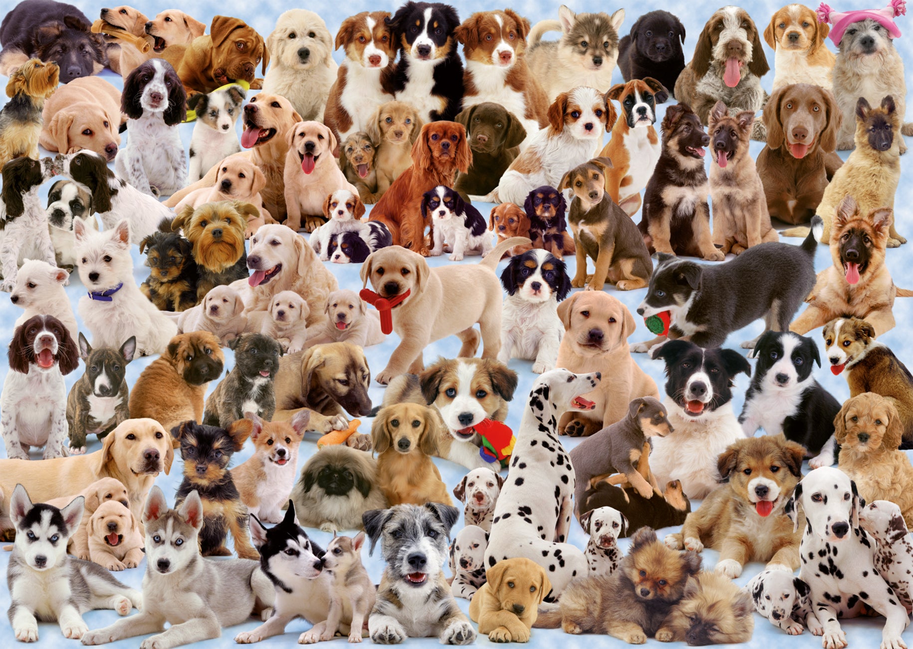 Portraits de chiens - Casse-tête de 1000 pièces