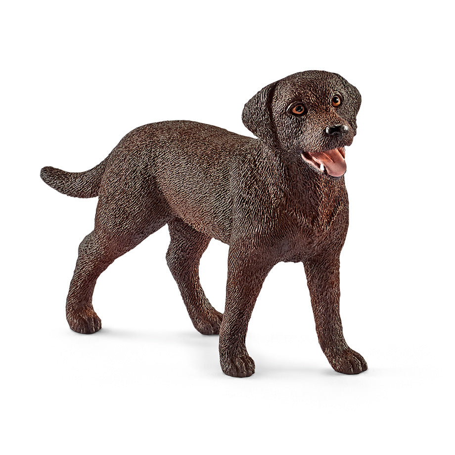 Labrador Retriever, Femelle