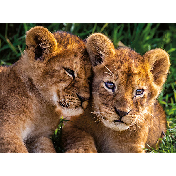 Adorables lionceaux, 250 pièces