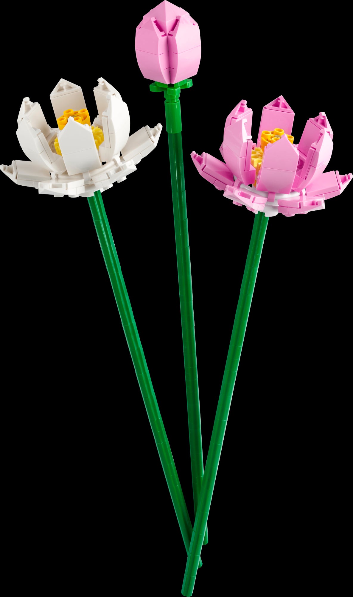 Fleurs de lotus