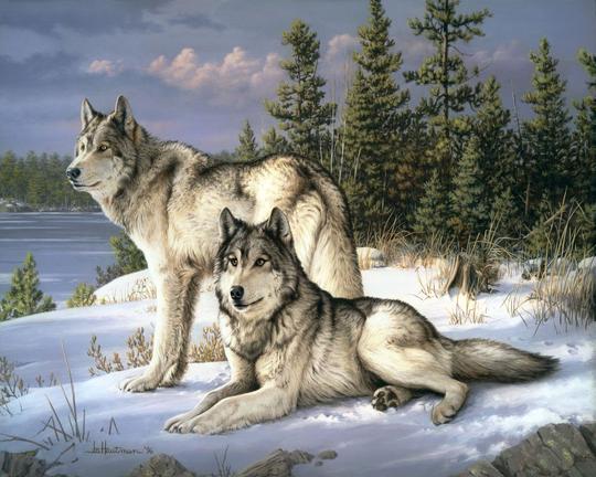 Couple de loups sur cadre