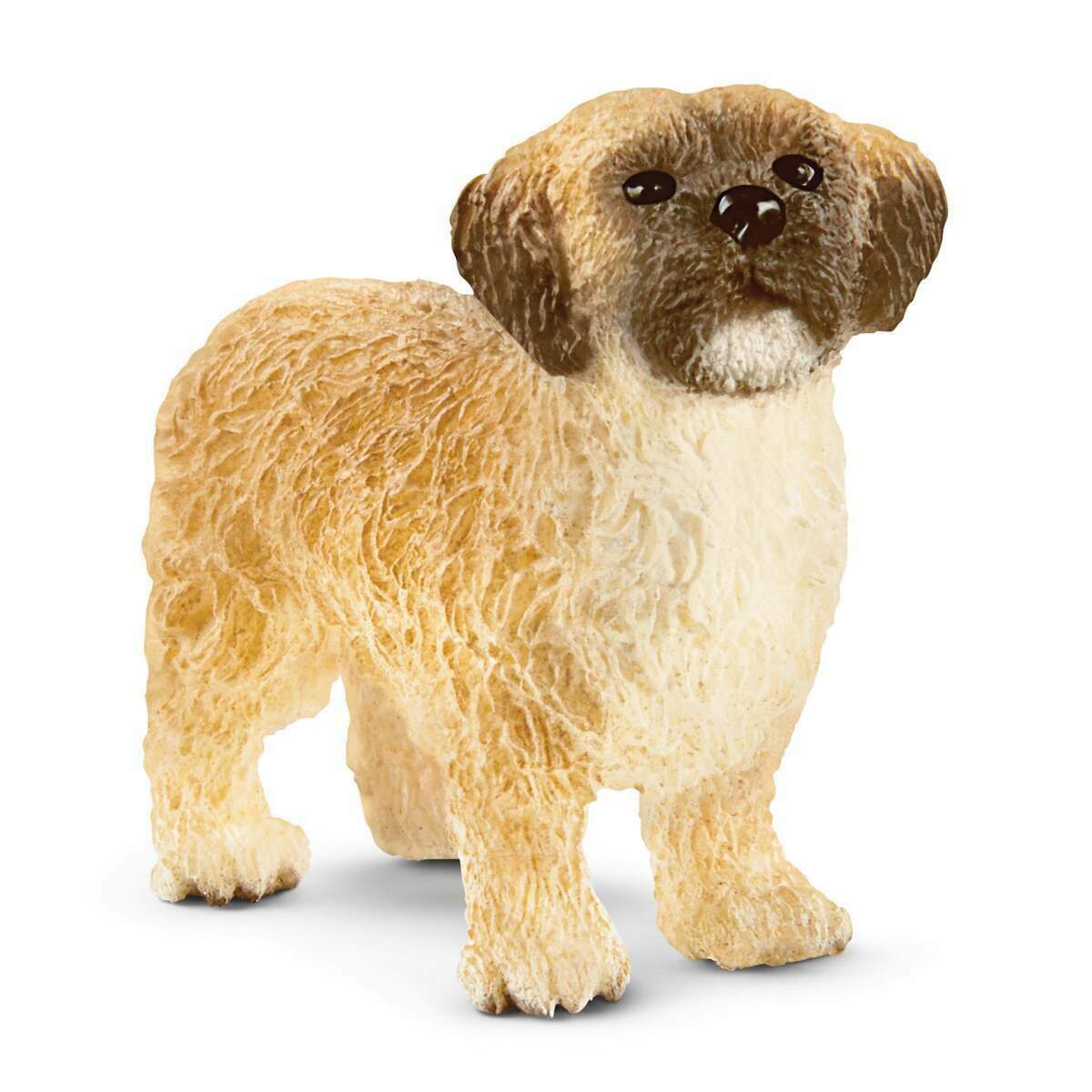 Shih Tzu Maltais