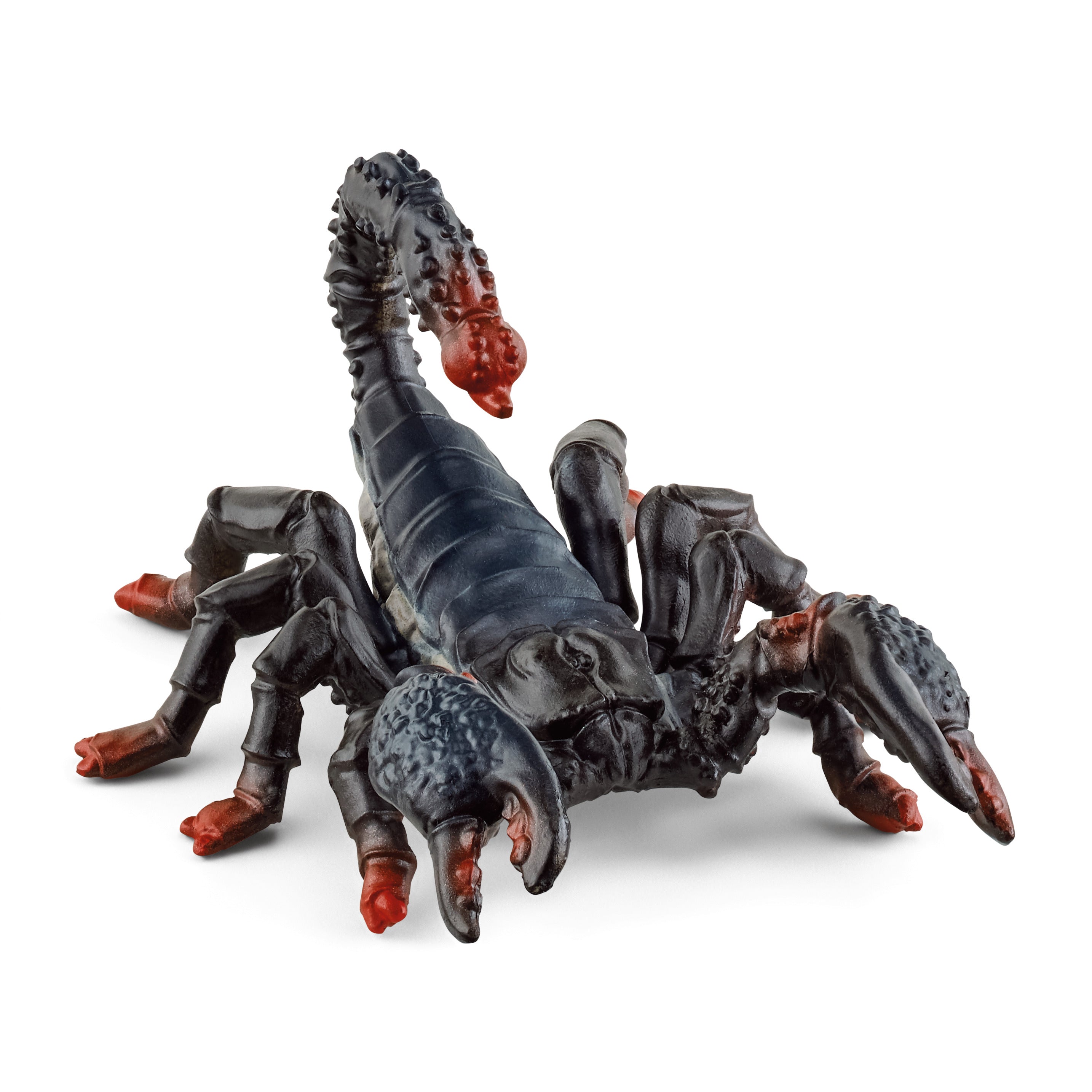 Scorpion Empereur
