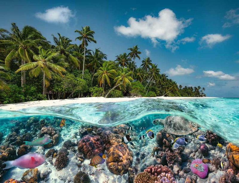 Une plongée aux Maldives 2000 pièces